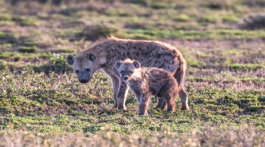 Explore Budget Safari Packages in Tanzania